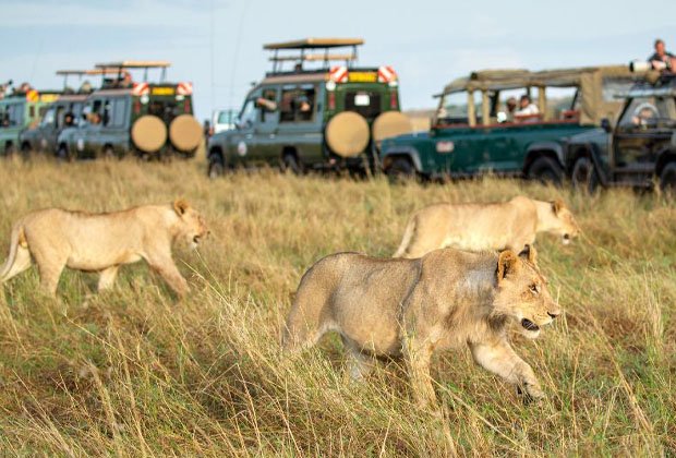 Safari And 8 Day Lemosho Route Kilimanjaro Climb: Your Ultimate Tanzania
