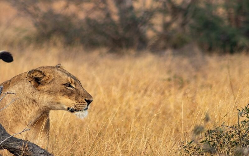 4 Days Tanzania Safari - Book Serengeti, Ngorongoro and Tarangire Big Five Adventure