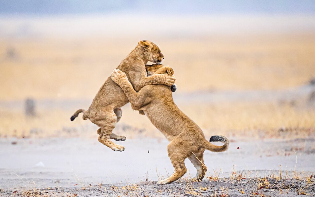 3 Days Tanzania Safari – Book Tarangire, Ngorongoro and Lake Manyara Wildlife Tour