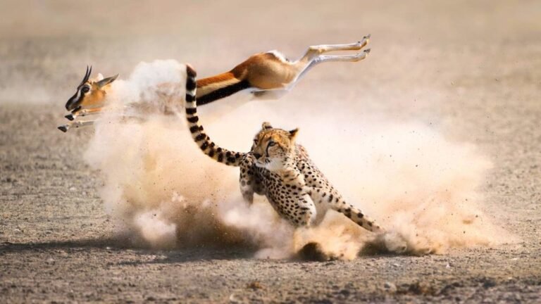 14 Days Tanzania Safari and Zanzibar Package Price