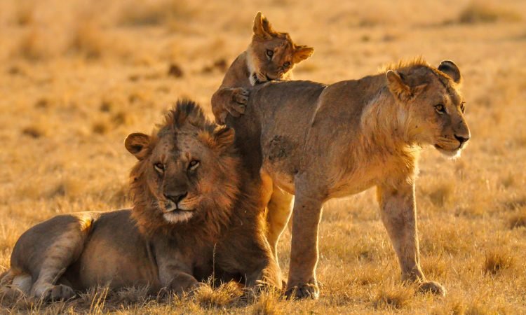 Join Shared Group 1 Day Lake Manyara Safari From Moshi For Adventures