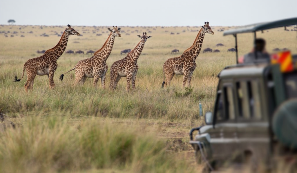 Book 3 Days Group Sharing Safari From Moshi - No Camping 2026-2027