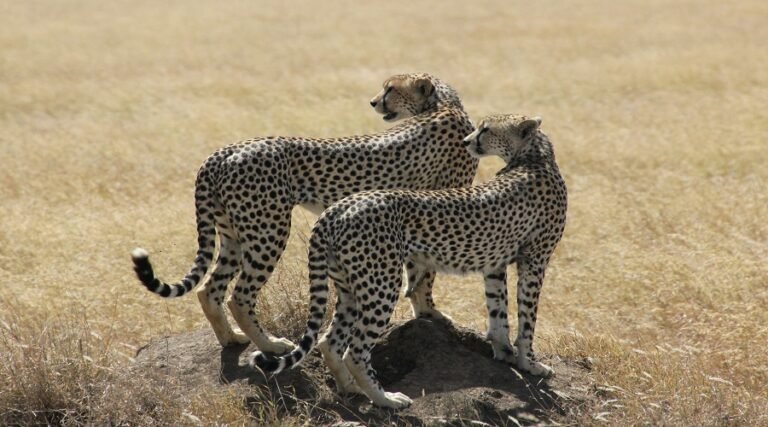 Shared Group 2 days Tarangire and Ngorongoro from Moshi/Arusha
