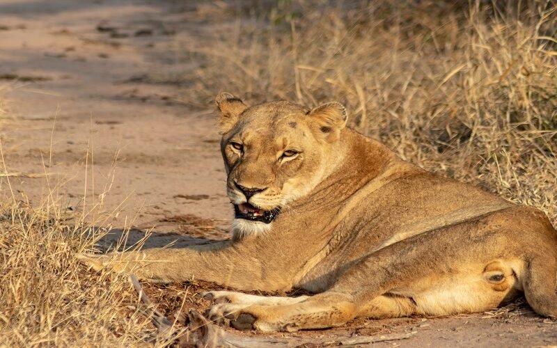 10 Days Tanzania Safari – Book Complete Northern Tanzania Safari Experience