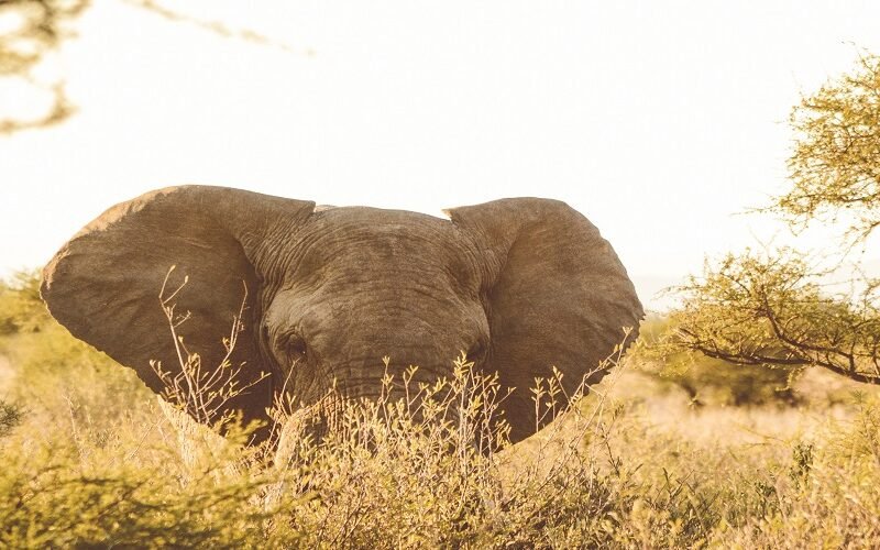 Premium Tanzania Group Joining Safari Complete Tour Package 2026–2027