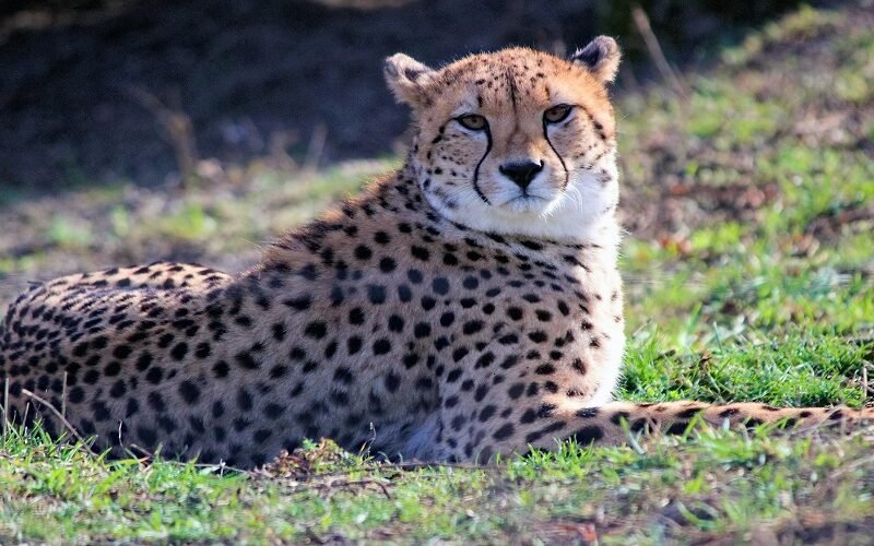 Luxury 5 Days Tanzania Safari Booking Guide and Best Time 2026–2027