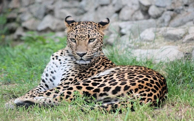 Affordable 4 Days Tanzania Safari Cost and Packages 2026–2027