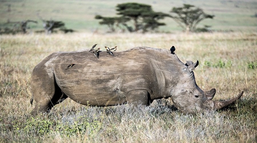 Affordable 4 Days Tanzania Safari Cost and Packages 2026–2027