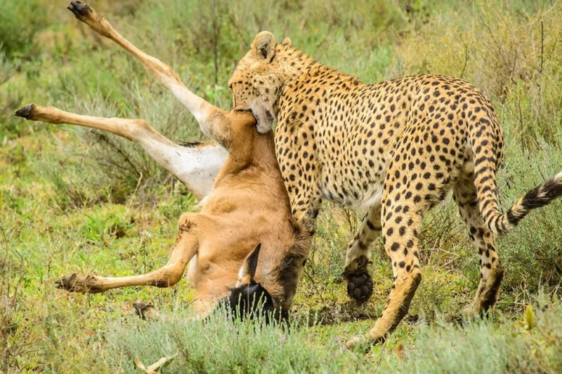 All in one, All Days Mikumi safaris from Zanzibar, Best of 2026-2027