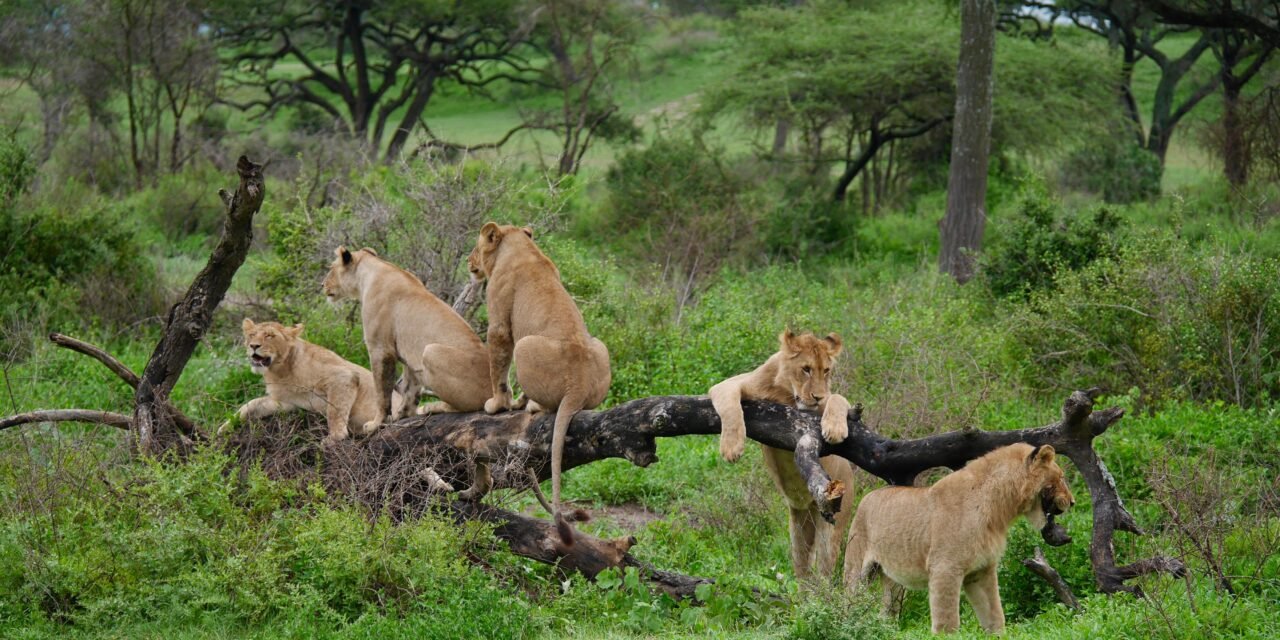 5 Days Budget Group Joining Shared Safari Tour, Best of 2026-2027