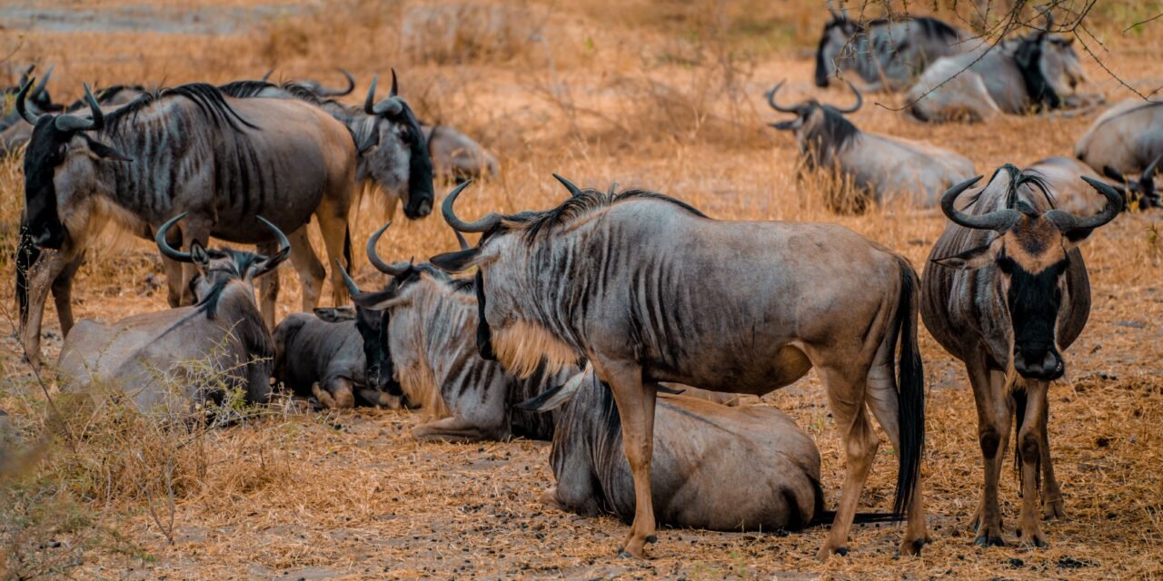 3 Days Serengeti Safari – Book Best Short Serengeti Wildlife Tour