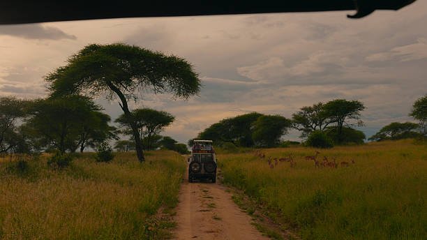 Top 20. Lake Natron, Eyasi, Ngorongoro Highlands From Moshi: Best Safari Guide