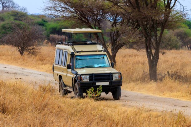 Ngorongoro Highlands Tour From Moshi: Best Safari Guide 2026-2027-2028