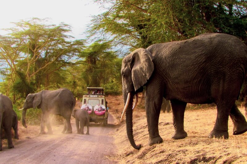 3 Days Lake Manyara, Ngorongoro and Tarangire Safari - Book Wildlife Combo