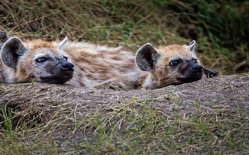 Affordable 2 days Lake Manyara and Tarangire safari cost and packages 2026-2027