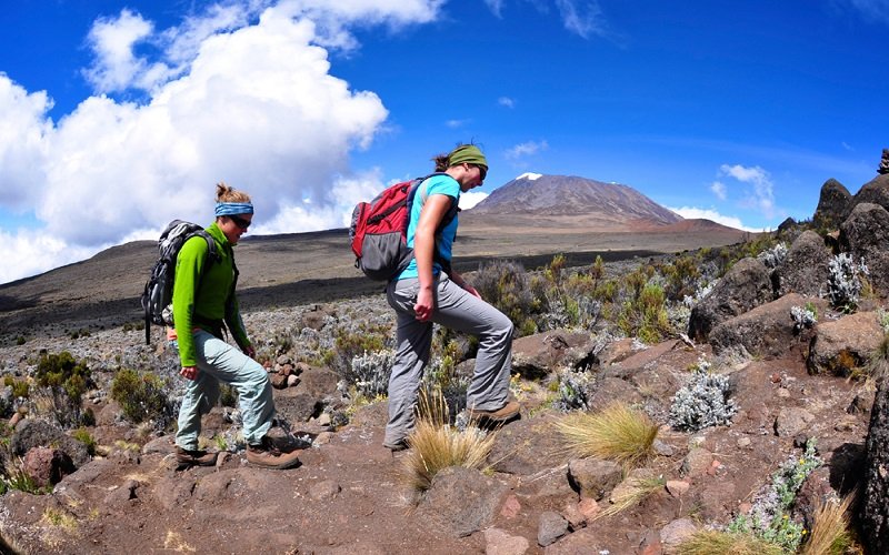 Lemosho Route Success Rate And Acclimatization 2026-2027