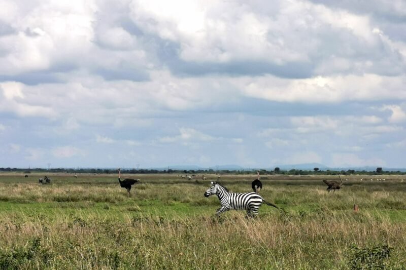 Best half day Arusha National Park safari itinerary and price 2026-2027