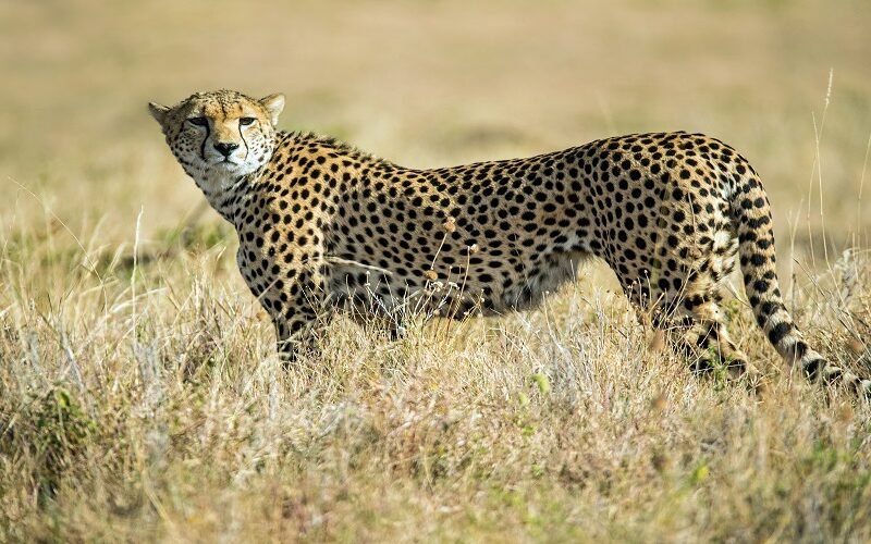 Arusha National Park Family Safari - Book Easy Day Trip with Local Guide