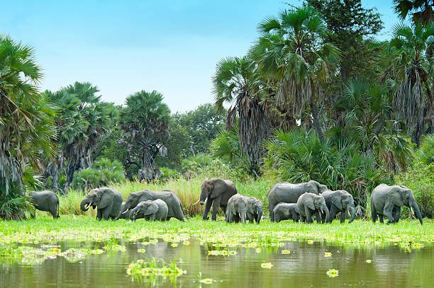 Book Mikumi Safari By Sgr Train: Your Ultimate Guide 2026-2027
