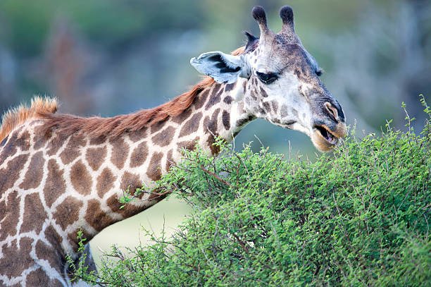 How To Travel From Uganda To Kenya: Your Ultimate Guide 2026-2027