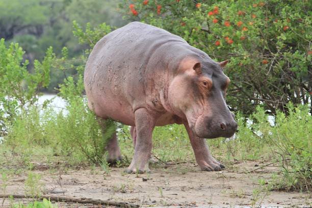 3 Day Mikumi Safari From Zanzibar By Sgr Train: Your Ultimate Guide 2026-2027