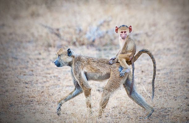 Best 3-Day Safari Tanzania From Zanzibar: Your Ultimate Itinerary Guide