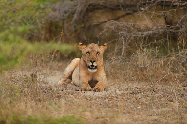 Best 4 Days Safari Tanzania From Zanzibar In 2026-2027