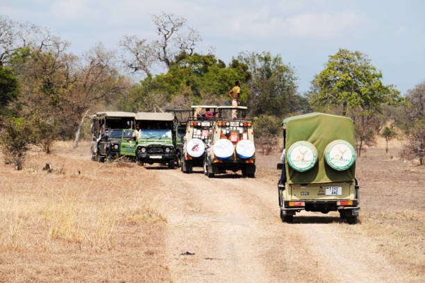 Best Bongo Music To Listen During Tanzania Safari 2026-2027