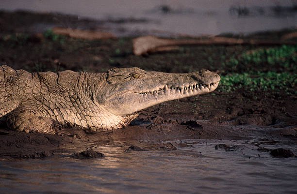 2-Day Safari Tanzania From Zanzibar: The Ultimate Short Adventure 2026-2027