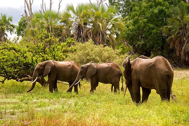2-Day Safari Tanzania From Zanzibar: The Ultimate Short Adventure 2026-2027