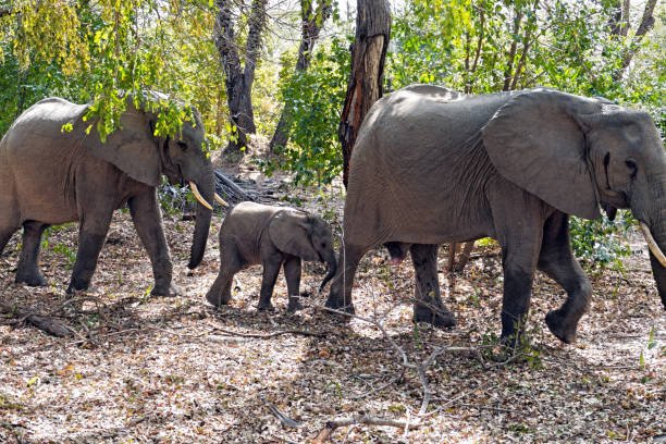Best 3-Day Safari Tanzania From Zanzibar: Your Ultimate Itinerary Guide