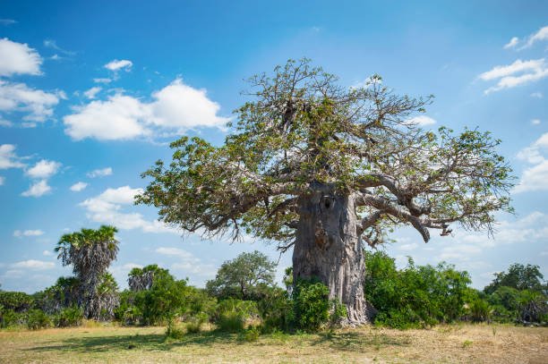 Mikumi National Park Safari By Sgr Train: Your Ultimate Tanzania Adventure