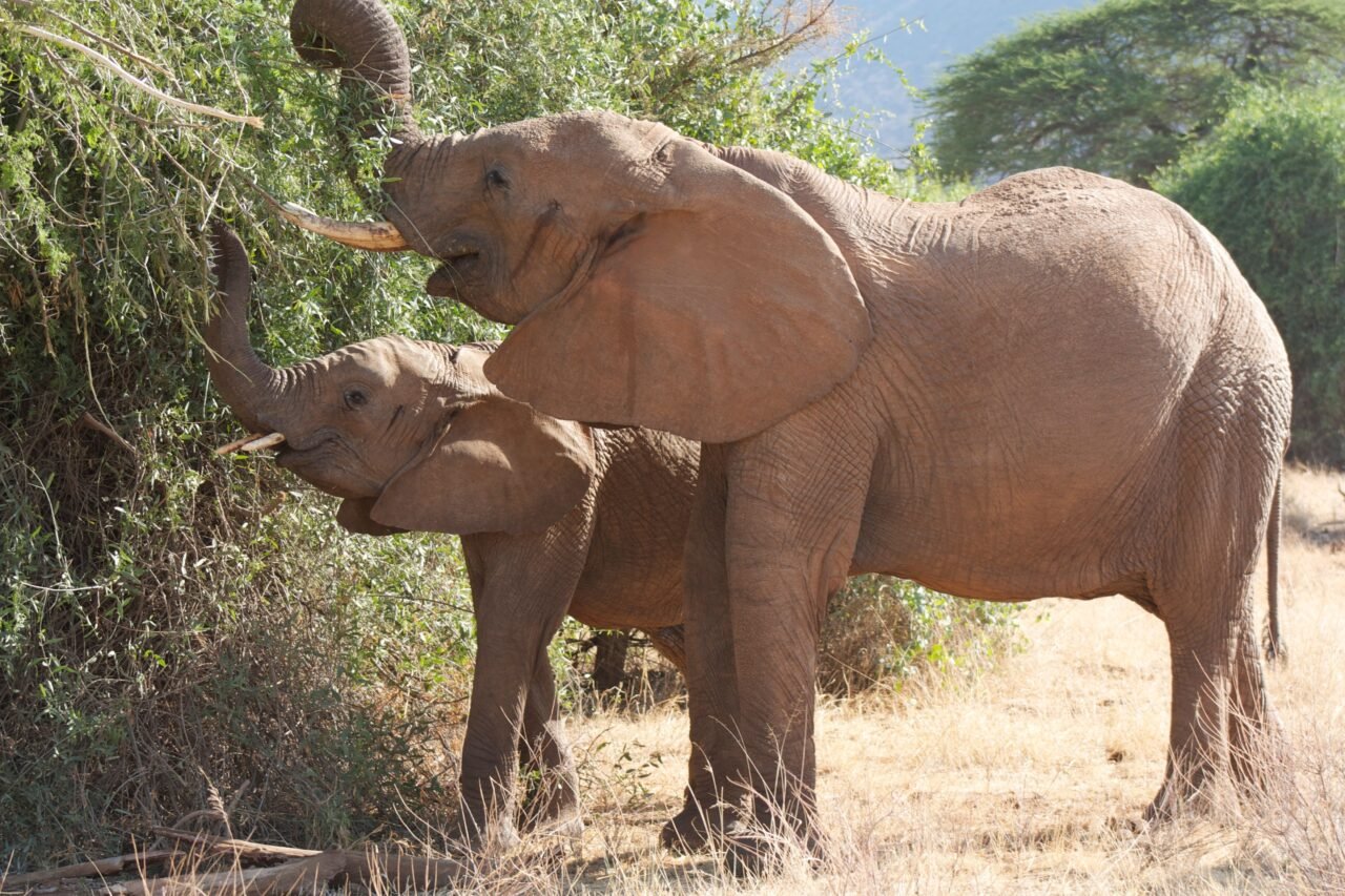 10 Days Tanzania Safari Cost: Complete Tour Price Breakdown 2026-2027