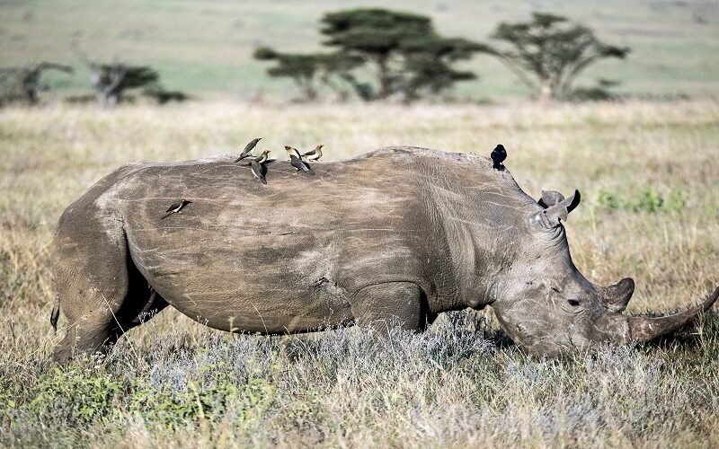 Ultimate Lake Manyara and Ngorongoro safari luxury lodge itinerary 2026-2027