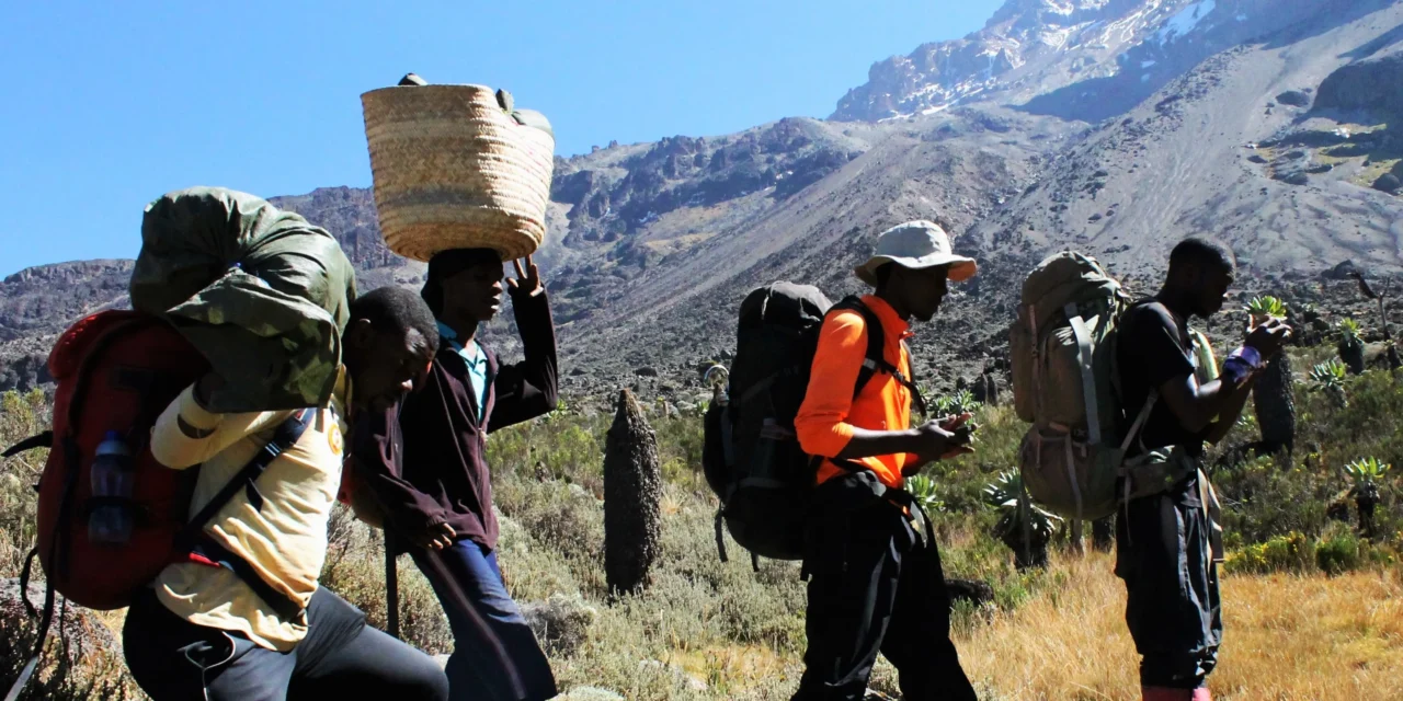 Machame Route Success Rate And Acclimatization Profile For Kilimanjaro Climbs