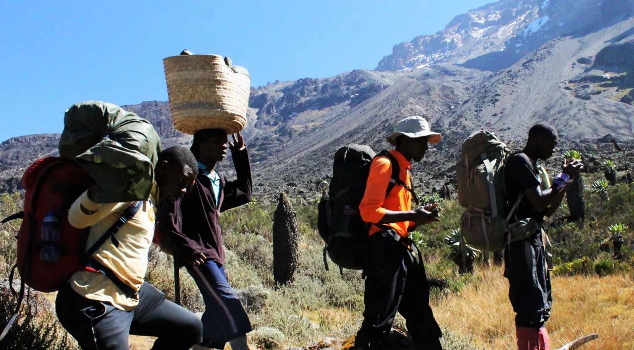 Machame Route Success Rate And Acclimatization Profile For Kilimanjaro Climbs