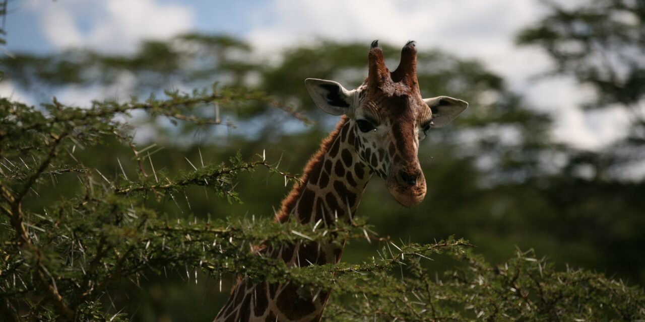 Affordable 3 days Serengeti safari cost and packages 2026-2027