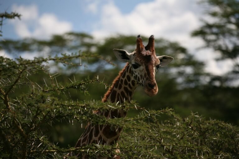 1 Day Mkomazi National Park Safari from Moshi