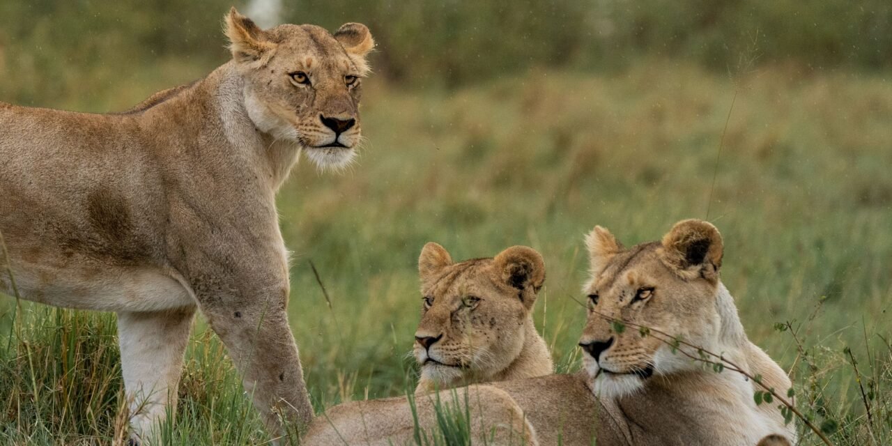 Group Joining 6 days Serengeti migration safari group joining price 2026-2027