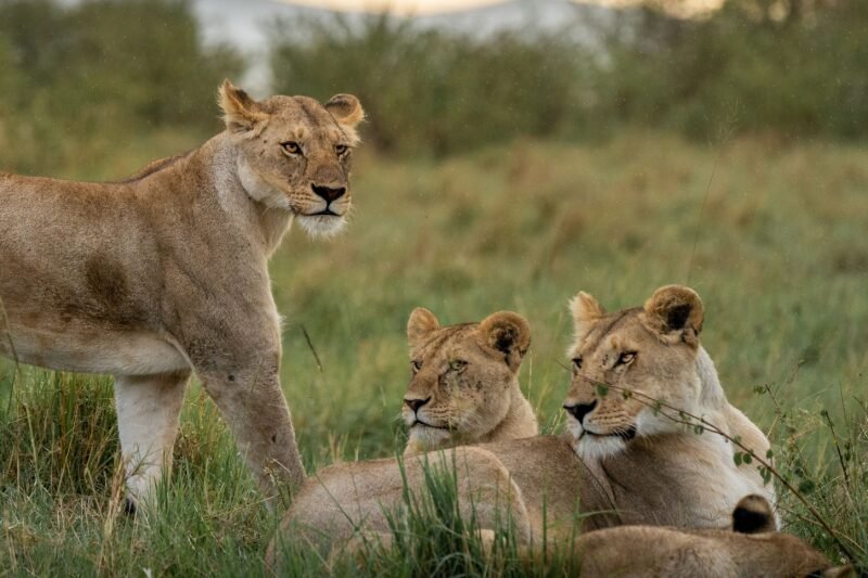 Group Joining 6 days Serengeti migration safari group joining price 2026-2027