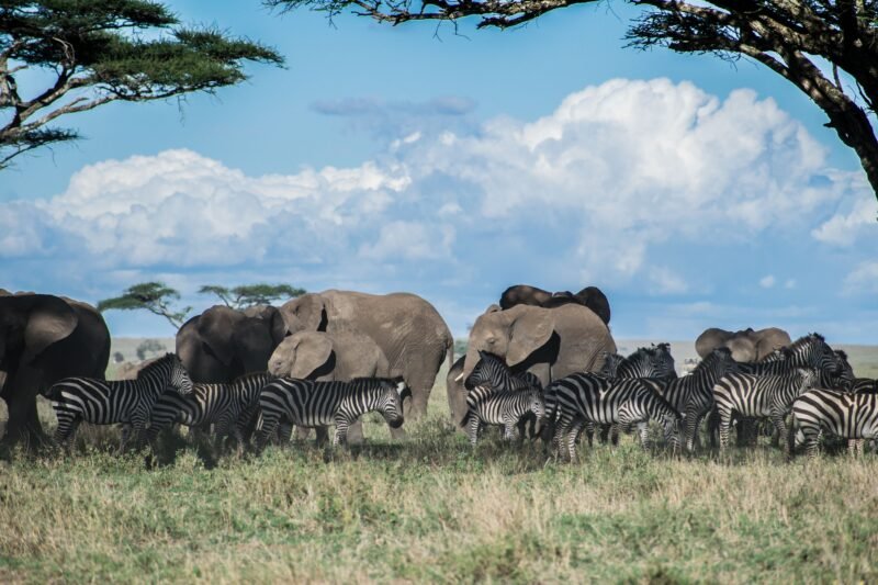 Private 4 days Ngorongoro and Serengeti safari private safari package 2026-2027