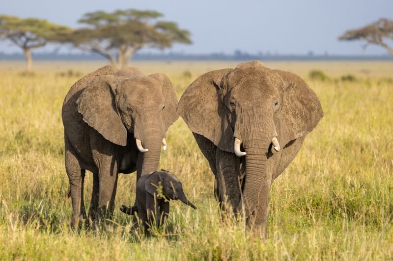 Ultimate Ngorongoro Crater luxury safari luxury lodge itinerary 2026-2027