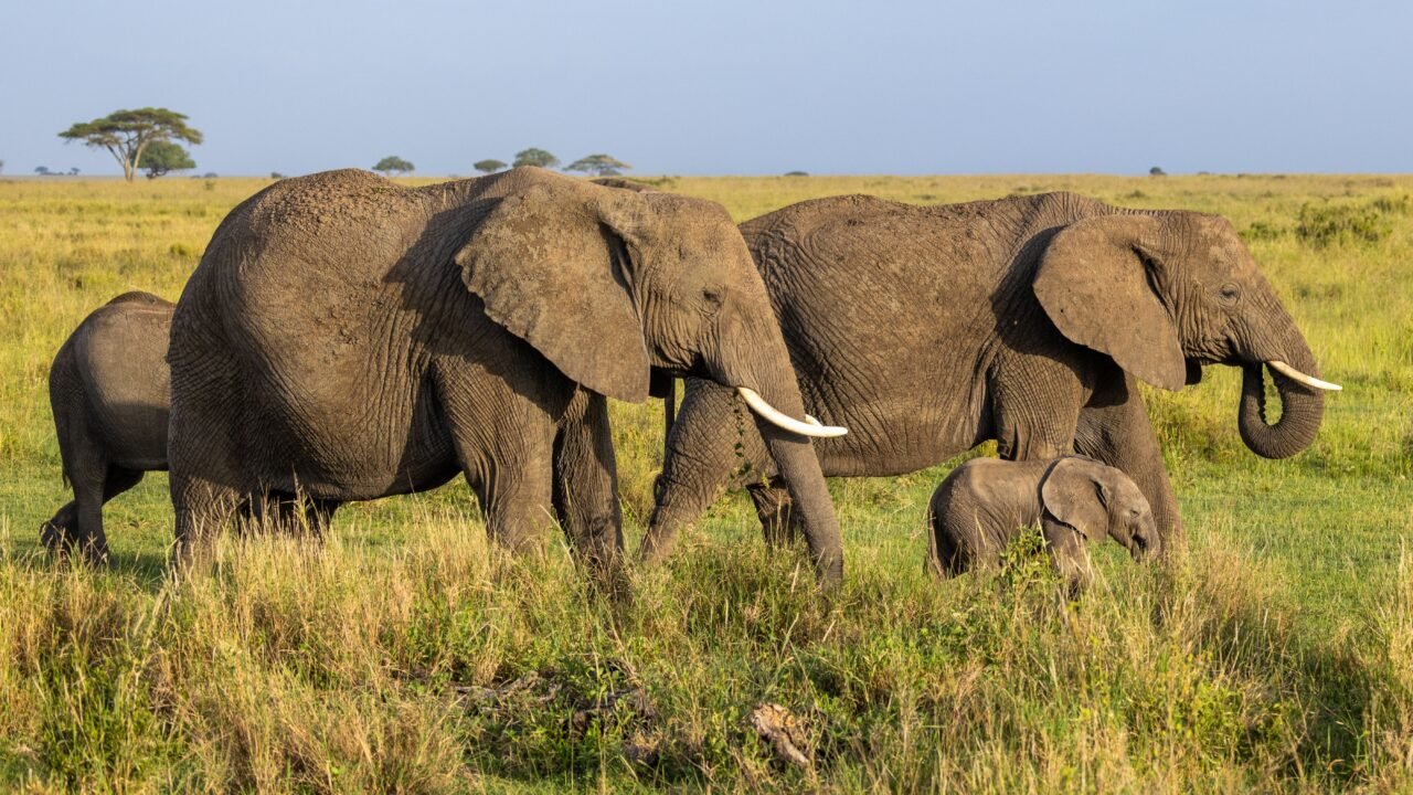 Best 1 Day Lake Manyara Safari From Moshi: Your Ultimate Wildlife Experience