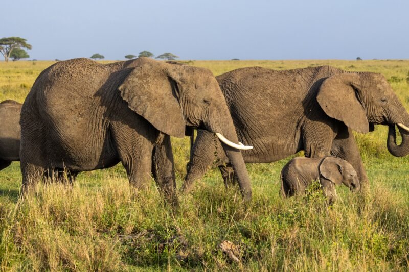 4 Days Tarangire, Serengeti and Ngorongoro Safari - Book Big Five Safari