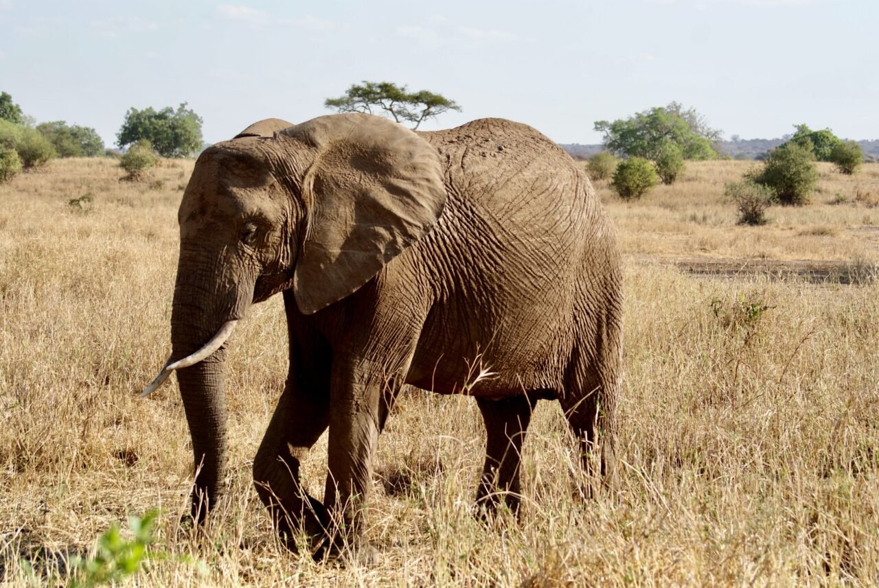 Group Sharing 5 Days Tarangire, Serengeti, Ngorongoro, And Lake Manyara Safari
