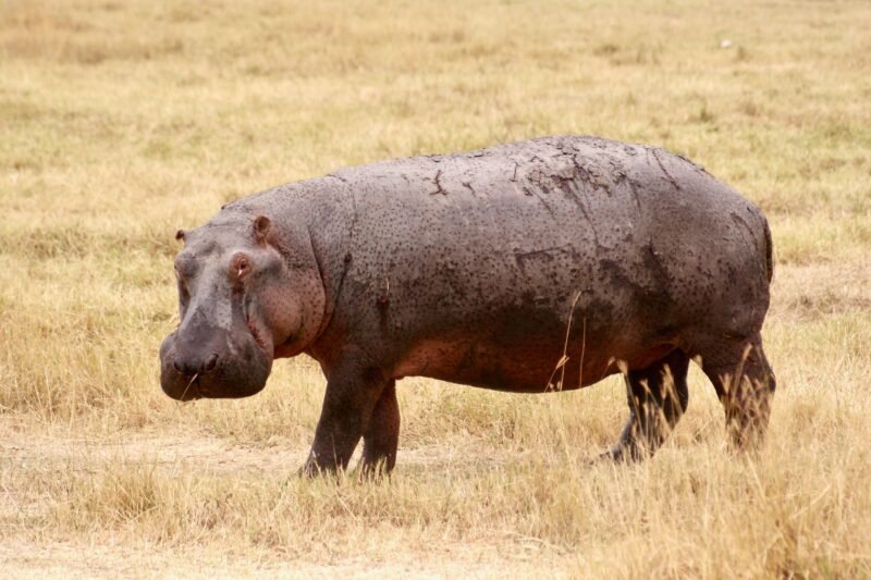 1 Day Ngorongoro Crater Safari from Arusha - Book Big Five Day Trip
