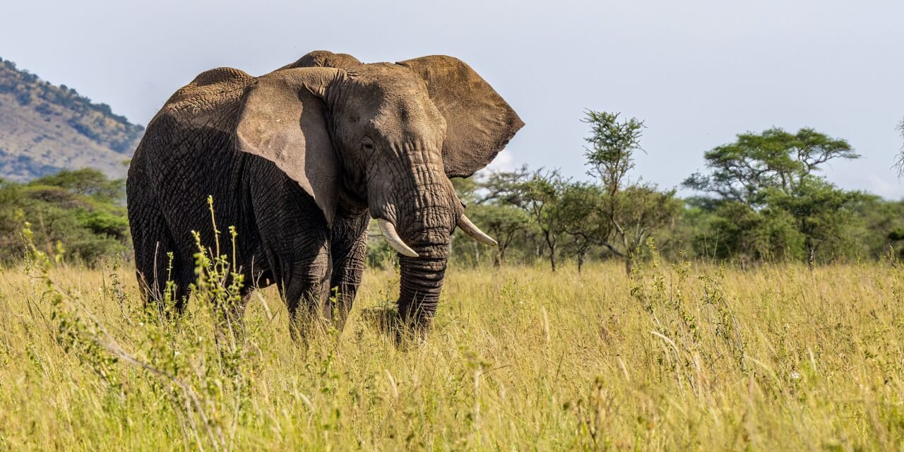 Popular private Serengeti safari best route and price 2026-2027