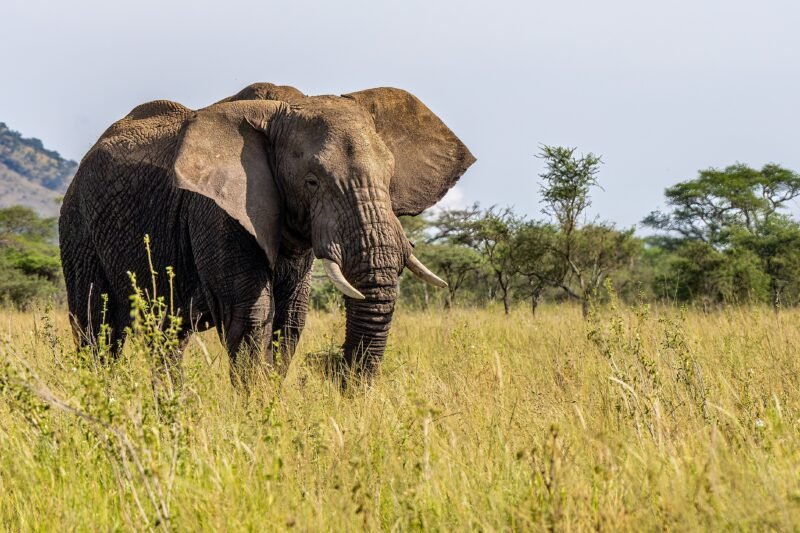 Popular private Serengeti safari best route and price 2026-2027