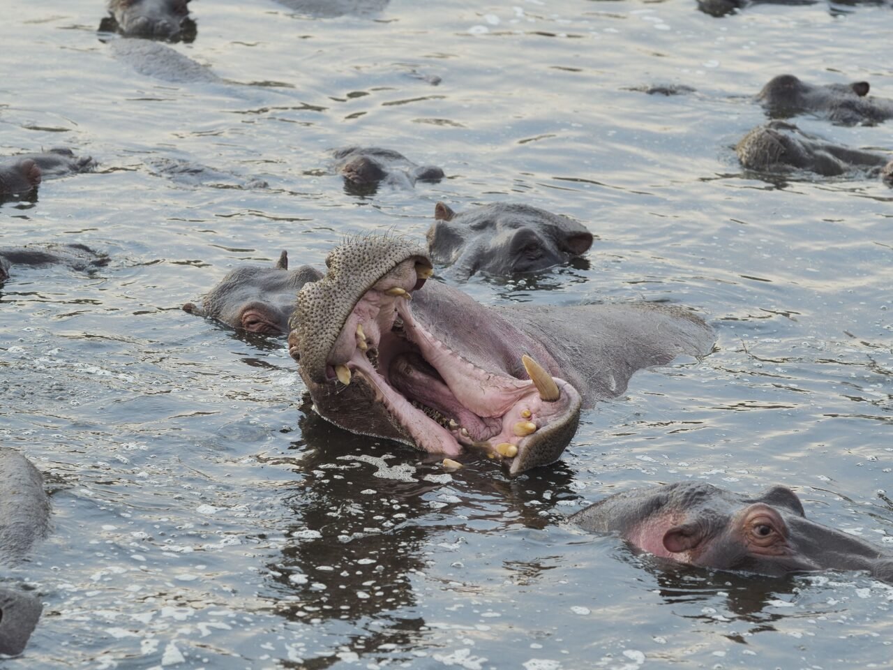 Book 1 Day Tarangire Safari From Moshi: Your Ultimate Wildlife Adventure