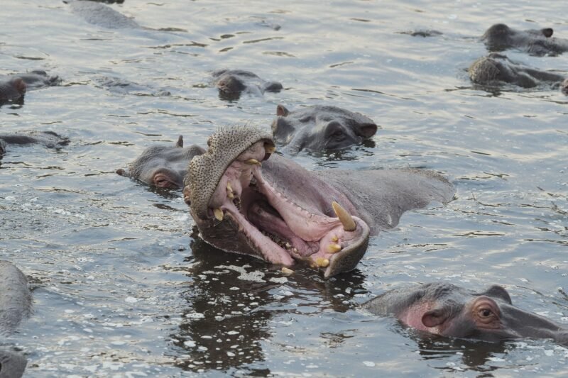 Ngorongoro Highlands and Crater Safari - Book Wildlife, Culture and Scenic Views